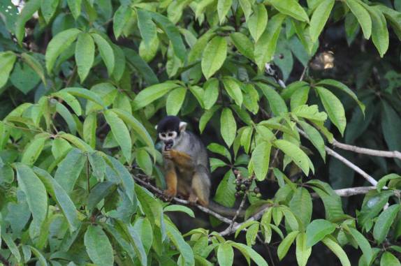 Encontro com macacos na Reserva do Mamirauá, na região de Tefé, no Amazonas